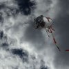 IMG_2461