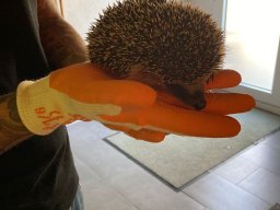 image945
