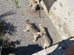 image4245